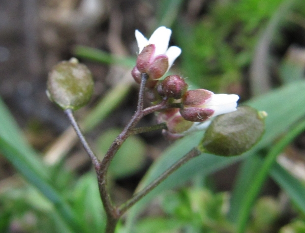 pascoli - Monti Sicani - Erophila verna subsp. praecox