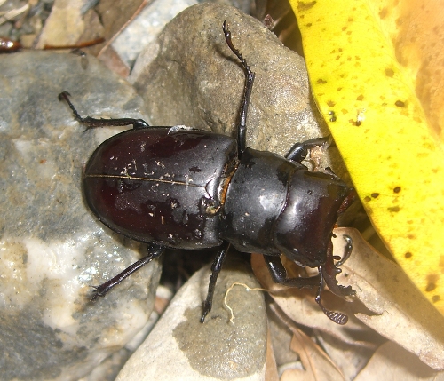 larva di Lucanidae