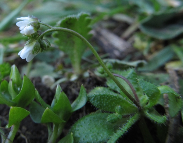 pascoli - Monti Sicani - Erophila verna subsp. praecox