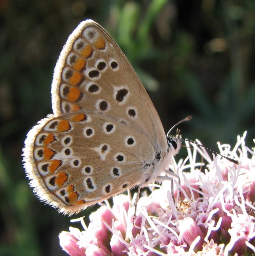 Lycaenidae Madonie