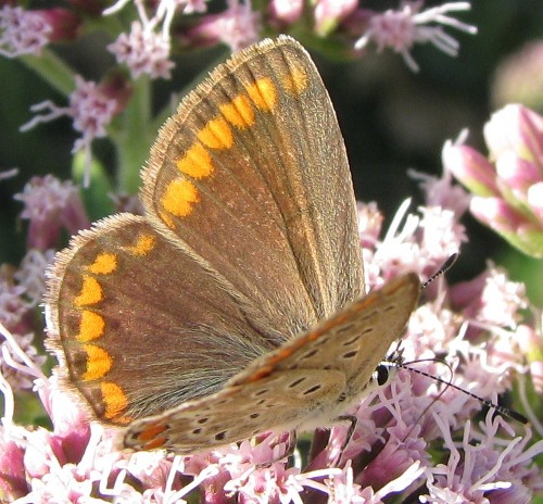 Lycaenidae Madonie