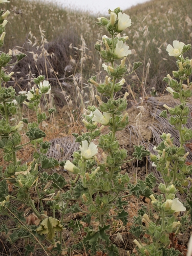 Malva agrigentina / Malvone di Agrigento