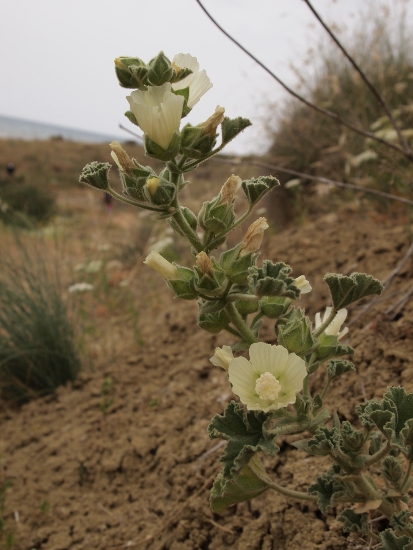 Malva agrigentina / Malvone di Agrigento