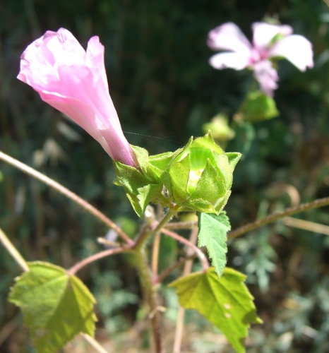 Malva trimestris / Malva reale