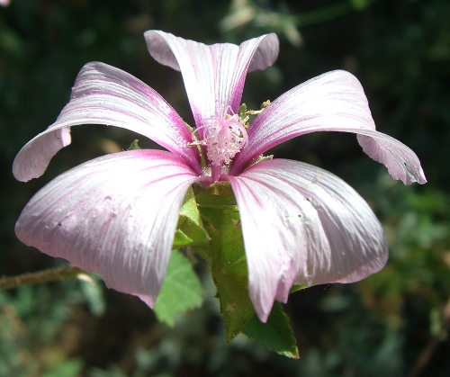 Malva trimestris / Malva reale