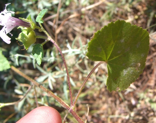 Malva trimestris / Malva reale