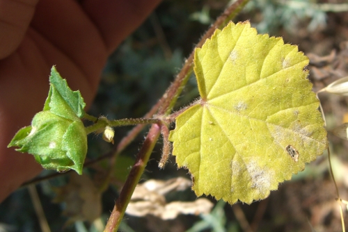 Malva trimestris / Malva reale