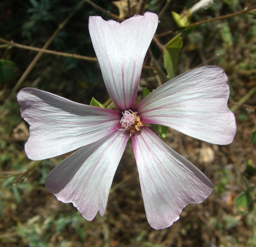 Malva trimestris / Malva reale