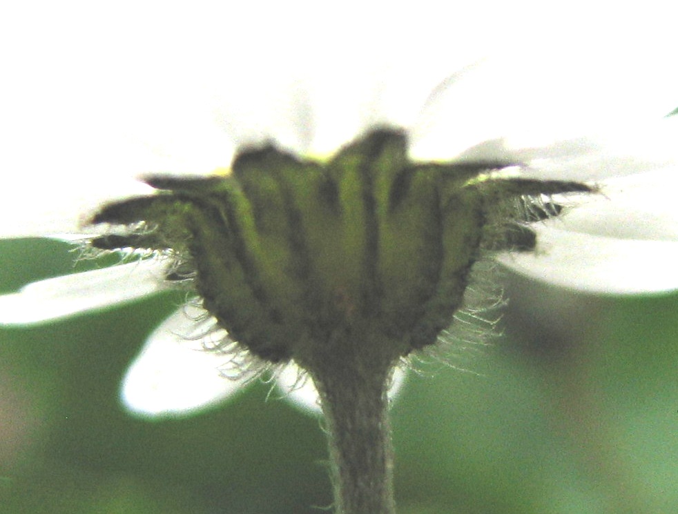 litorale trapani - Bellis annua