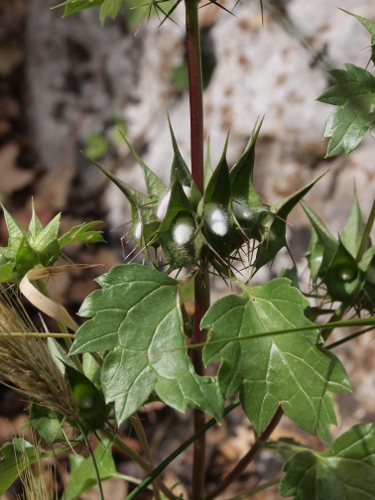 Moluccella spinosa L. / Melissa spinosa