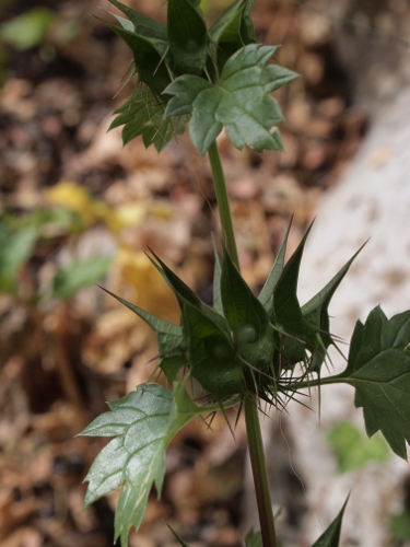 Moluccella spinosa L. / Melissa spinosa