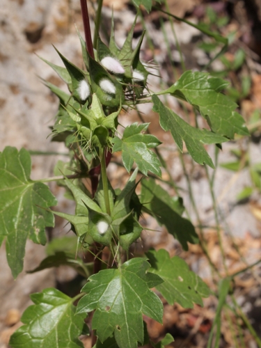 Moluccella spinosa L. / Melissa spinosa