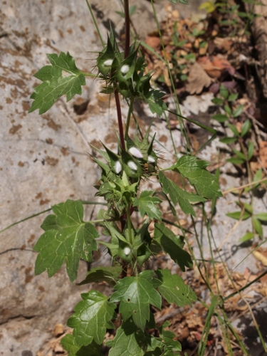 Moluccella spinosa L. / Melissa spinosa