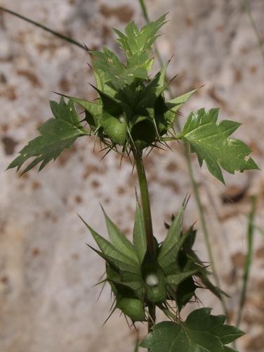 Moluccella spinosa L. / Melissa spinosa