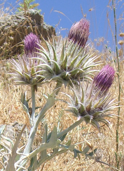 Ptilostemon niveus / Cardo niveo