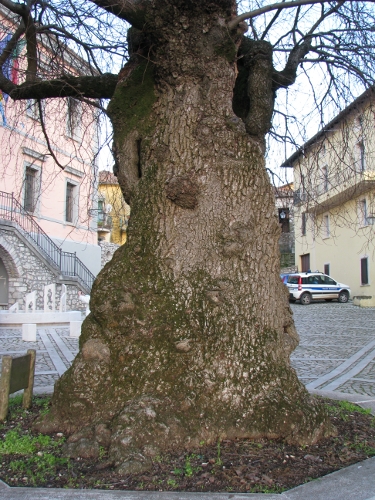 Ulmus minor di Campodimele