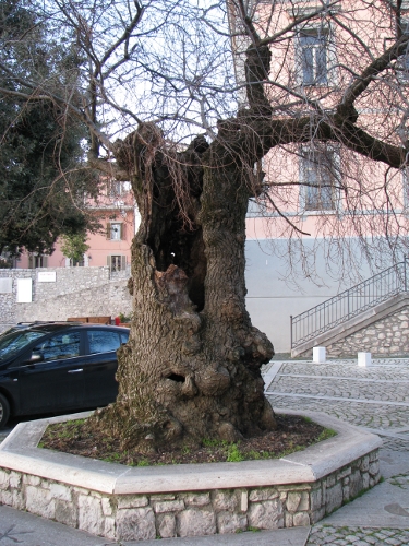 Ulmus minor di Campodimele