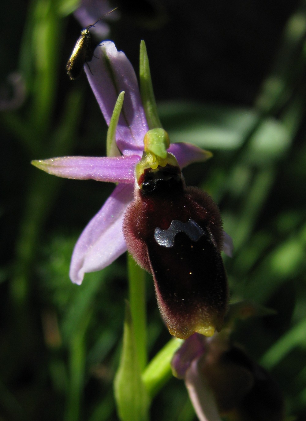 Ophrys lunulata