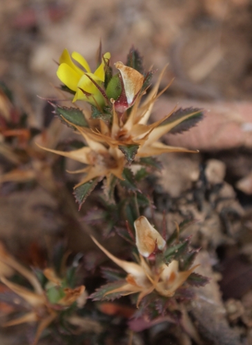 Ononis minutissima / ononide minutissima