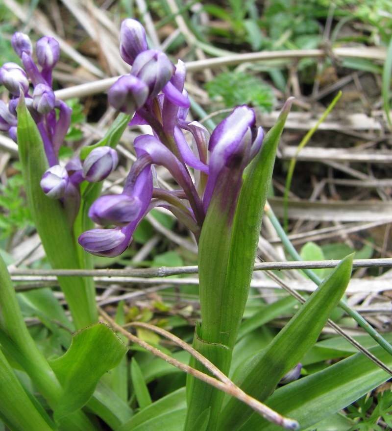 Orchis sp.