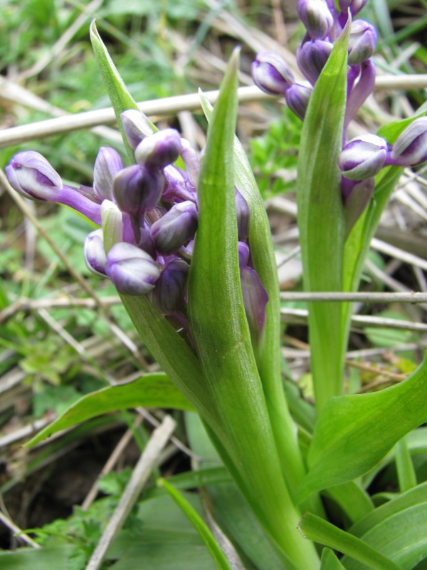 Orchis sp.