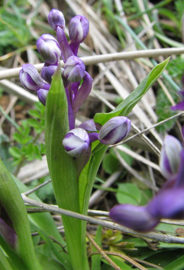 Orchis sp.