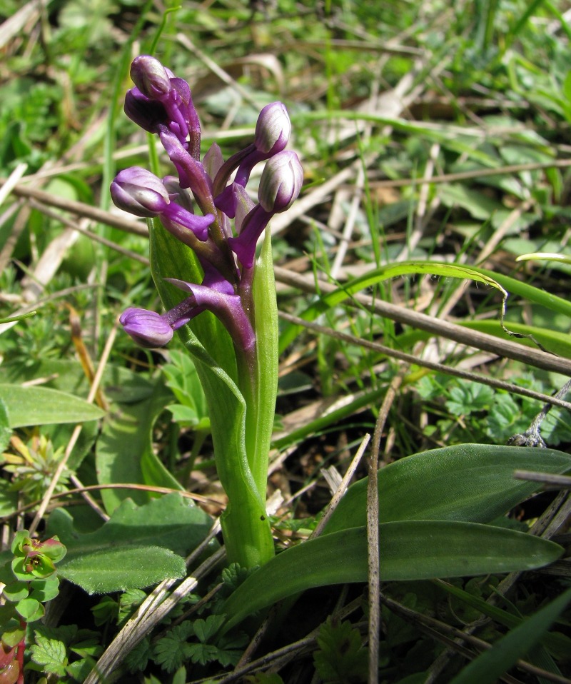 Orchis sp.