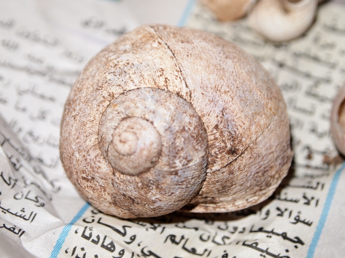 Cornu aspersum - forma panciuta - Cap Carbon, Algeria