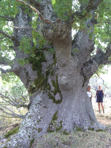 Quercus petraea subsp. austrotyrrhenica Brullo et al.