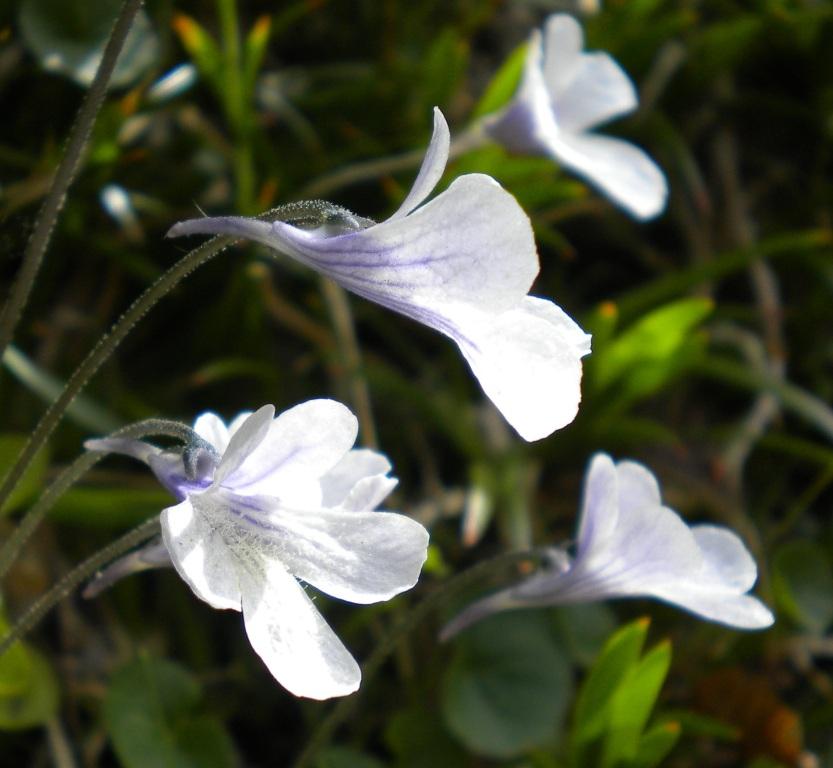 Pinguicula corsica / Erba unta della Corsica