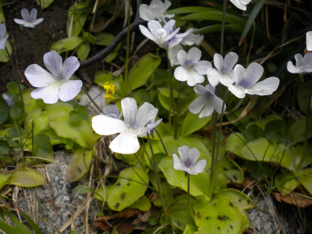 Pinguicula corsica / Erba unta della Corsica