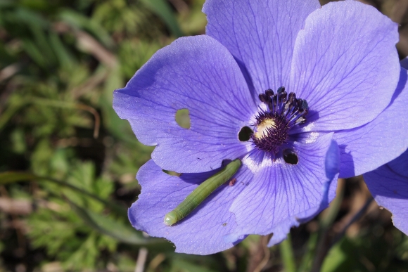 bruco su Anemone coronaria