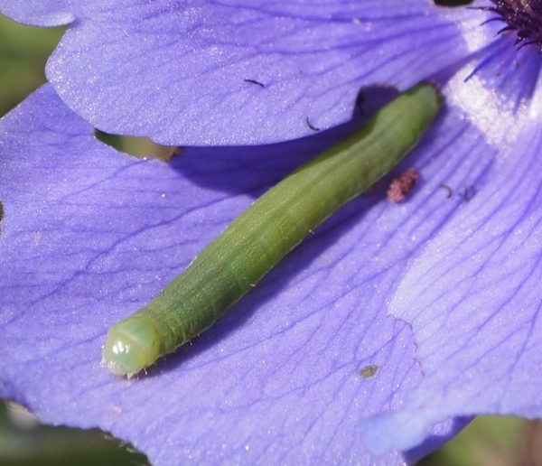 bruco su Anemone coronaria