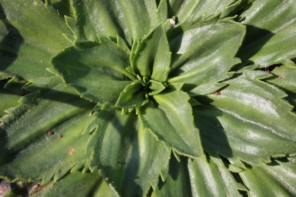 Rosette di Plantago serraria