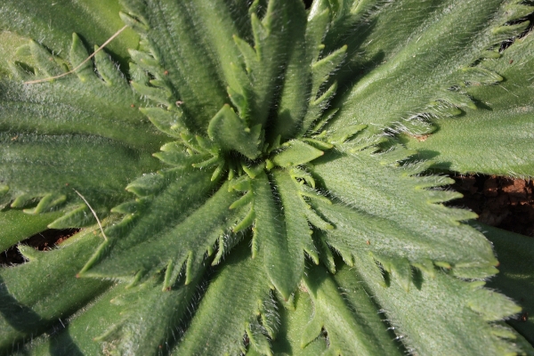 Rosette di Plantago serraria