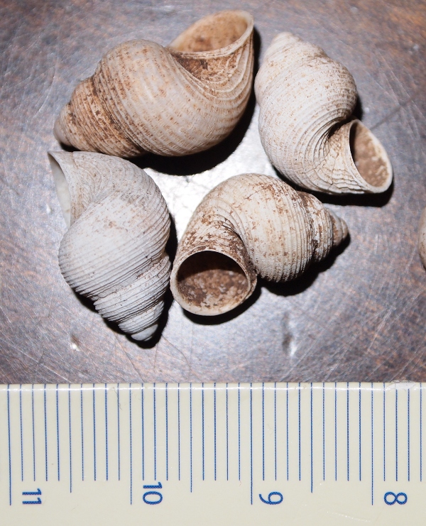 Tudorella sulcata -  Algeria, Cap Carbon