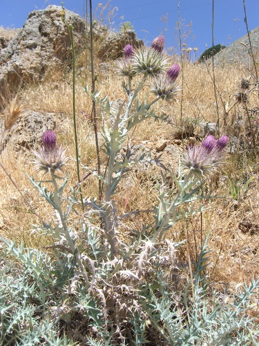 Ptilostemon niveus / Cardo niveo