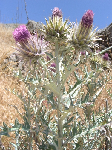 Ptilostemon niveus / Cardo niveo