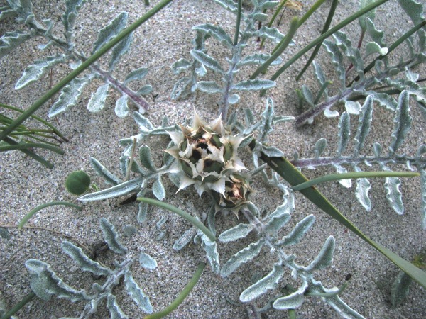 Centaurea pumilio L. Elafonissi - Creta