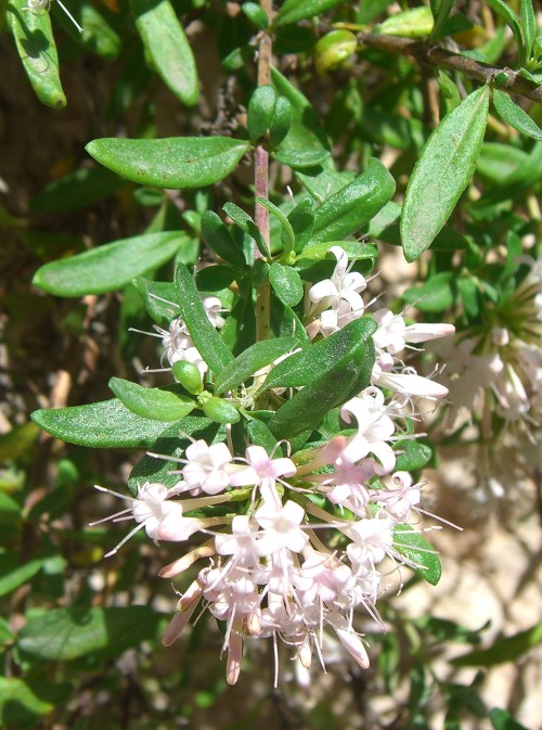 Plocama (=Putoria) calabrica / Putoria delle rocce