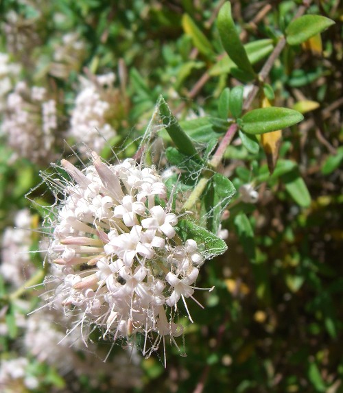 Plocama (=Putoria) calabrica / Putoria delle rocce