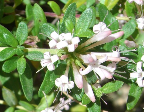 Plocama (=Putoria) calabrica / Putoria delle rocce