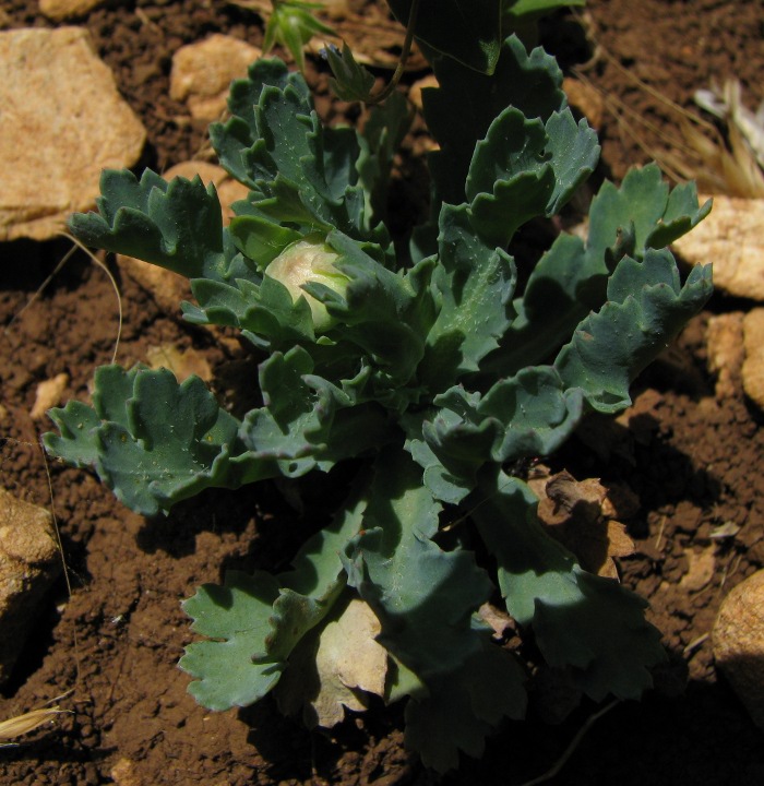 Glebionis segetum / Crisantemo campestre