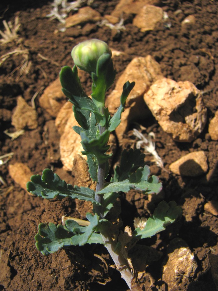 Glebionis segetum / Crisantemo campestre