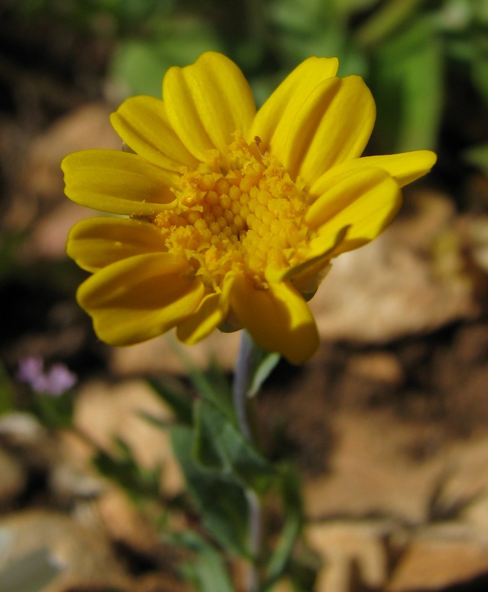 Glebionis segetum / Crisantemo campestre