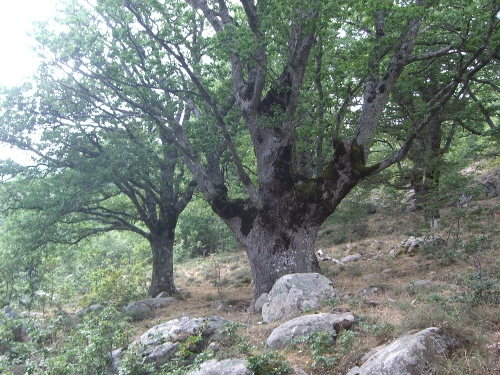 Quercus petraea subsp. austrotyrrhenica Brullo et al.