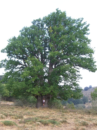 Quercus petraea subsp. austrotyrrhenica Brullo et al.