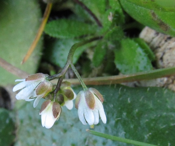 pascoli - Monti Sicani - Erophila verna subsp. praecox