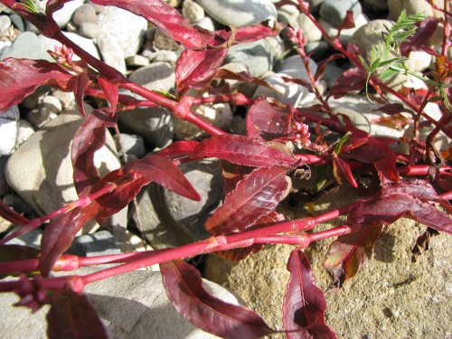 sponde Simeto (Bronte CT)- Persicaria cfr. maculosa