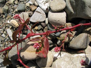 sponde Simeto (Bronte CT)- Persicaria cfr. maculosa